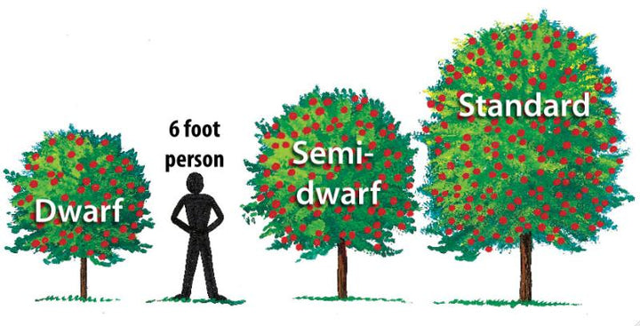 Semi-Dwarf Cherry Tree