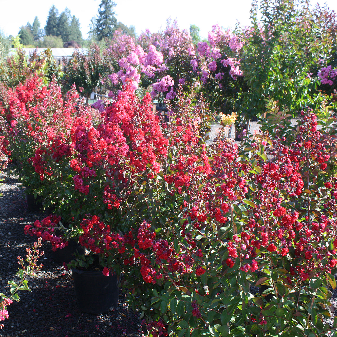 Lagerstroemia indica 'Whit Ii' PP10296 Dynamite Crape Myrtle, Shrub
