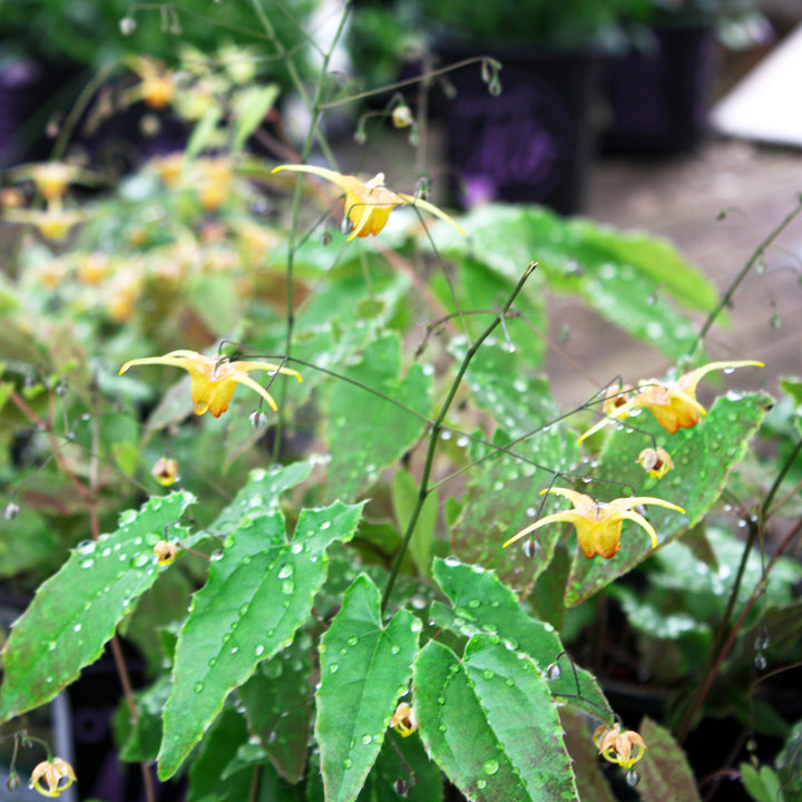 Al's Garden & Home 'Songbirds' Epimedium, 1 Gallon perennial