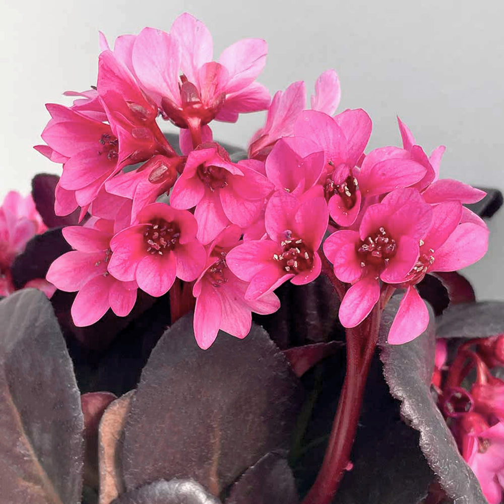 Bergenia Early Brilliance™ Magenta Early Brilliance™ Magenta Bergenia, Perennial
