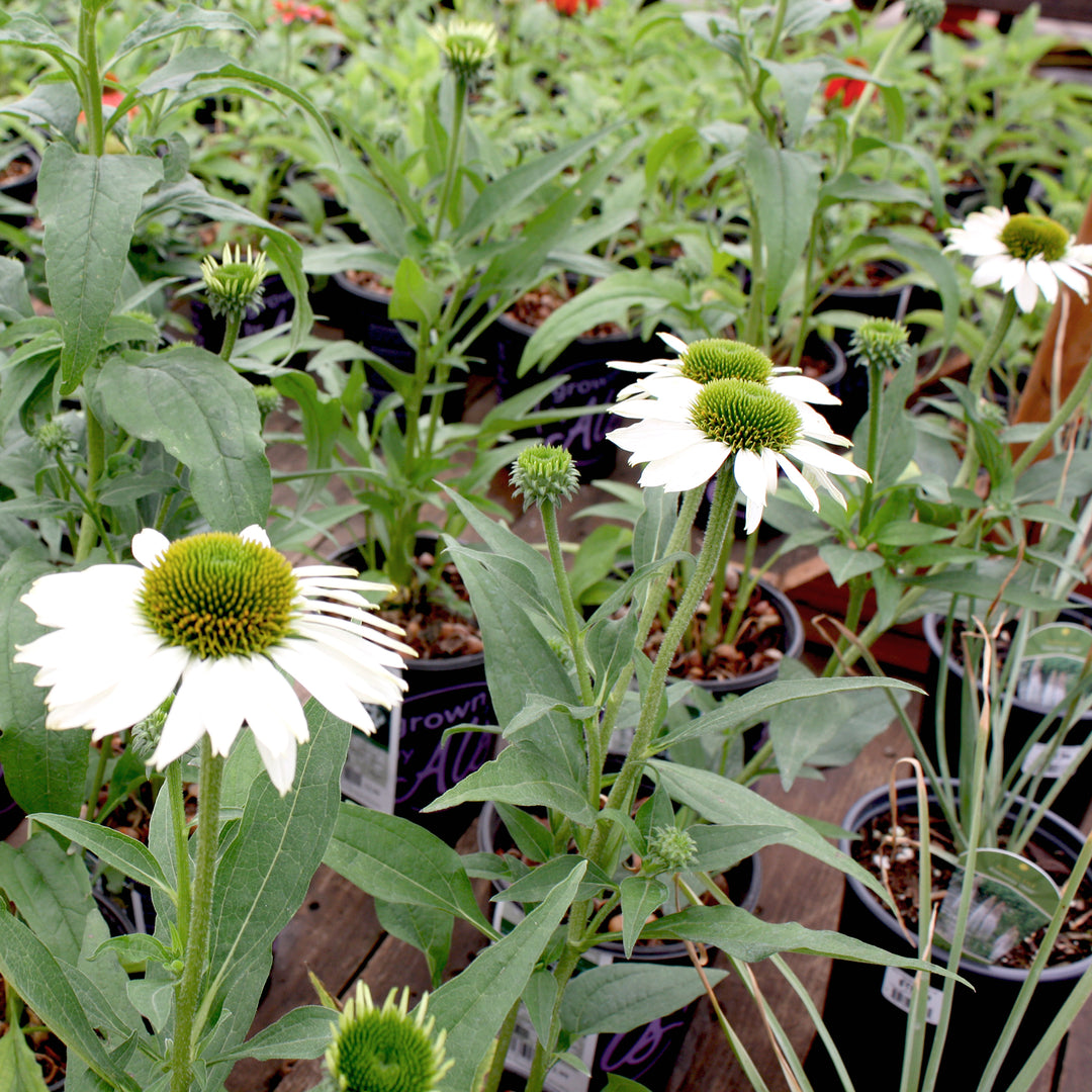 Al's Garden & Home 'Kismet White' Coneflower (Echinacea), 1 Gallon perennial