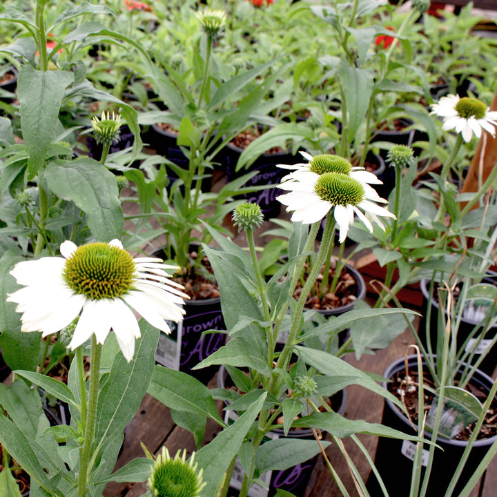 Al's Garden & Home 'Kismet White' Coneflower (Echinacea), 1 Gallon perennial