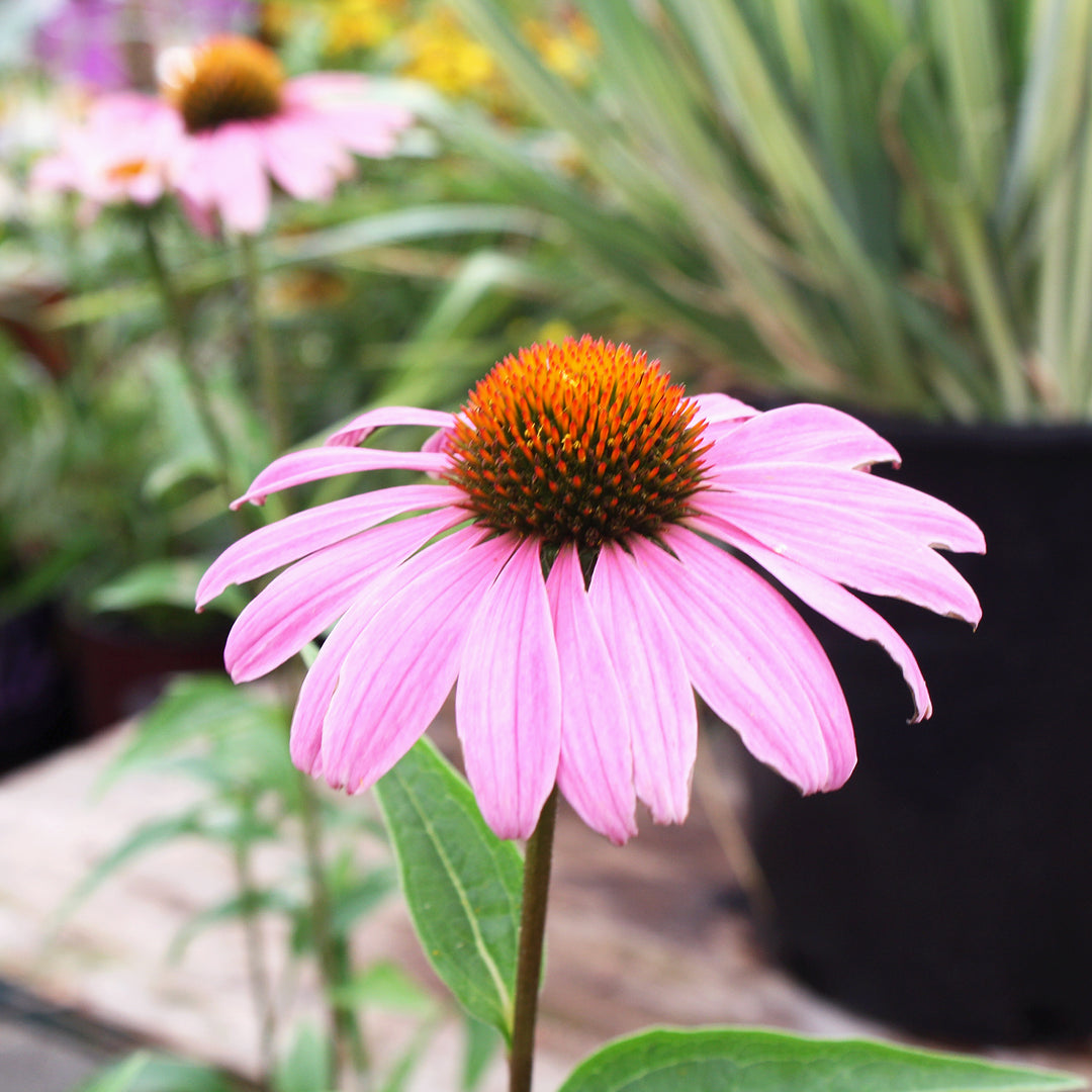 Al's Garden & Home 'Prairie Splendor Deep Rose' Coneflower (Echinacea), 1 Gallon perennial