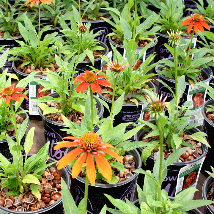 Al's Garden & Home 'Sombrero Fiesta Orange' Coneflower (Echinacea), 1 Gallon perennial