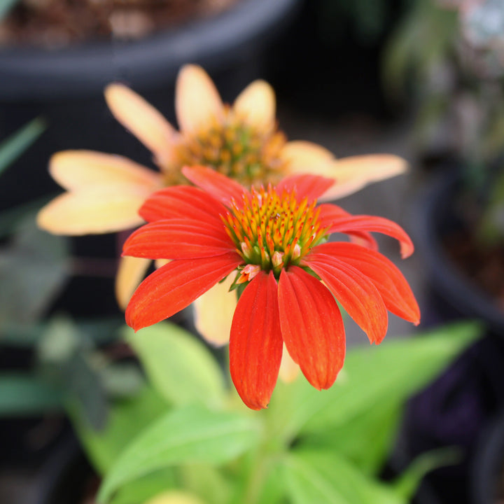 Al's Garden & Home 'Sombrero Fiesta Orange' Coneflower (Echinacea), 1 Gallon perennial