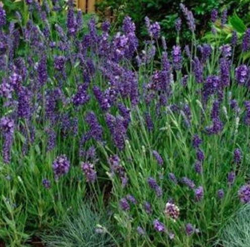 Al's Garden & Home 'Elegance Purple' English Lavender (Lavandula angustifolia), 5 Inch perennial