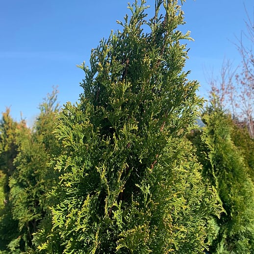 Thuja occidentalis 'Smaragd' Emerald Green Arborvitae, Tree