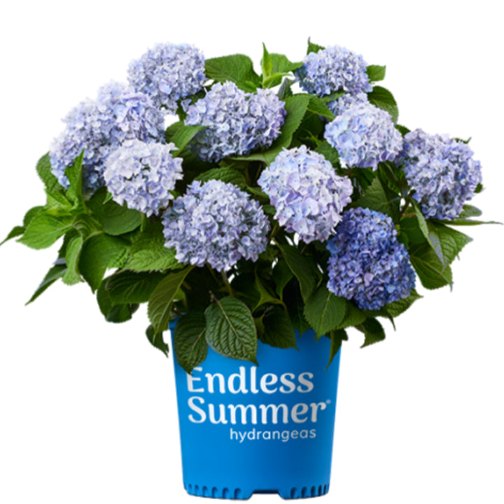 Hydrangea macrophylla 'Bailmer' PP15298 Endless Summer® The Original Bigleaf Hydrangea, Shrub