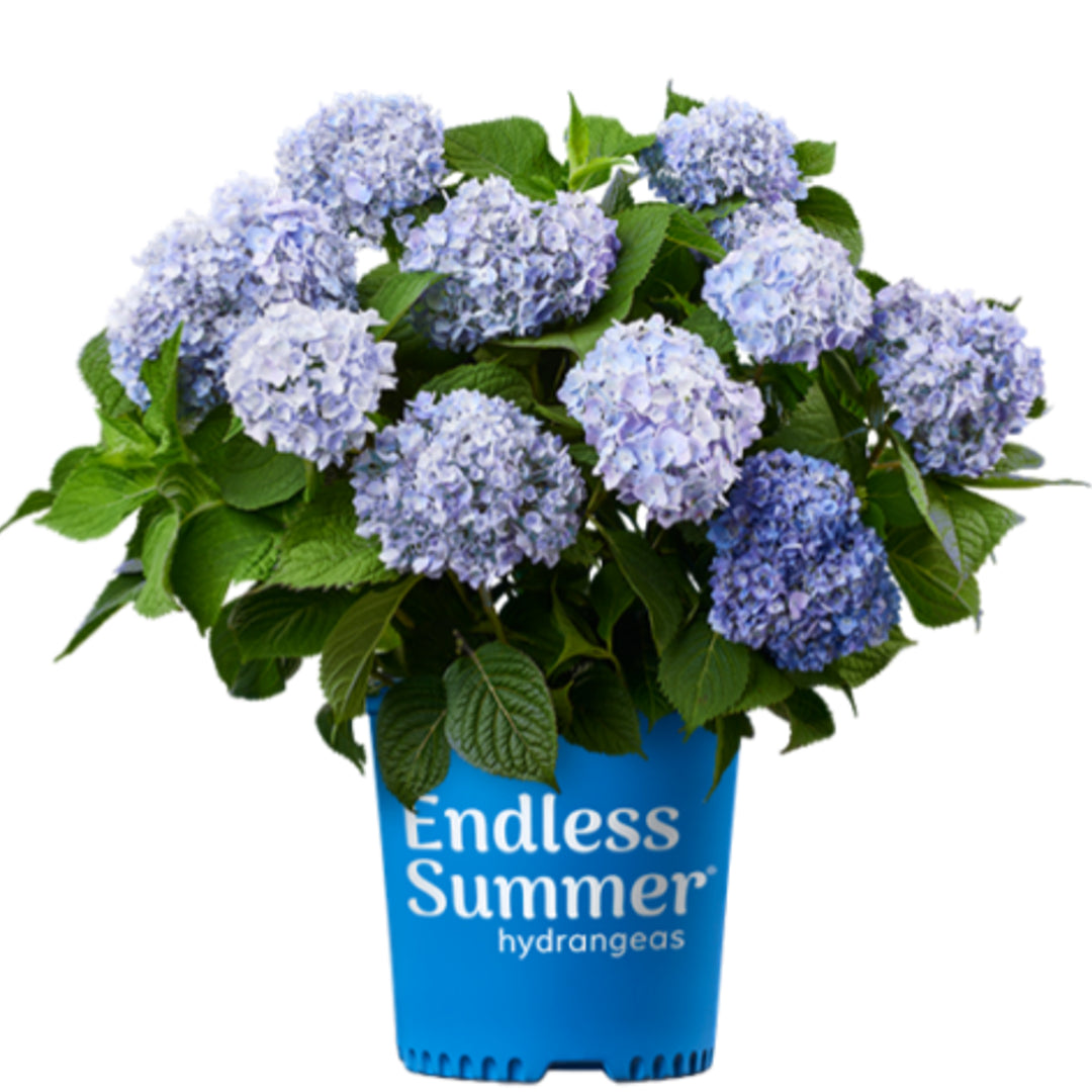 Al's Garden & Home 'Endless Summer The Original' Mophead Hydrangea (Hydrangea macrophylla), 2 Gallon shrub