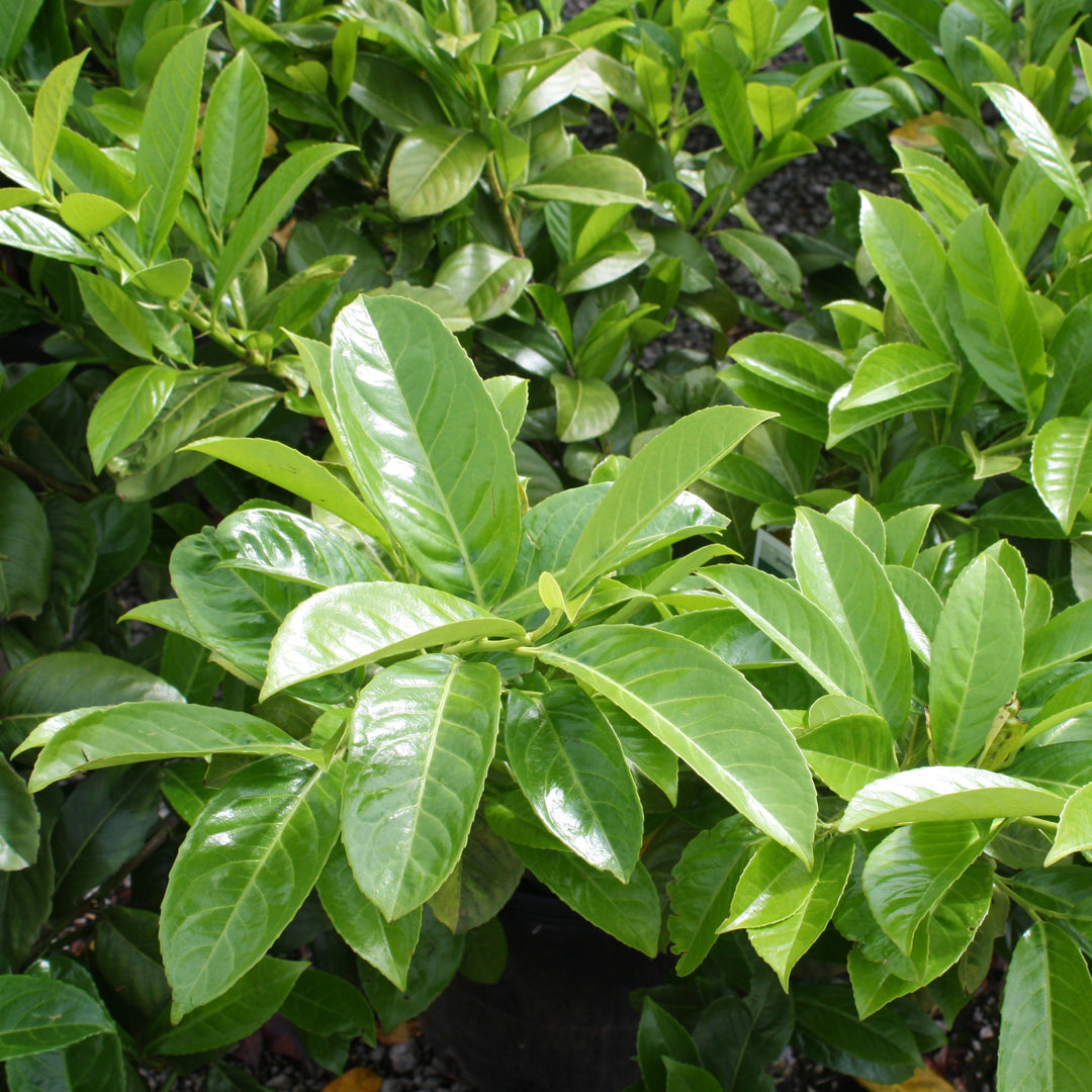 Prunus laurocerasus English Laurel, Shrub