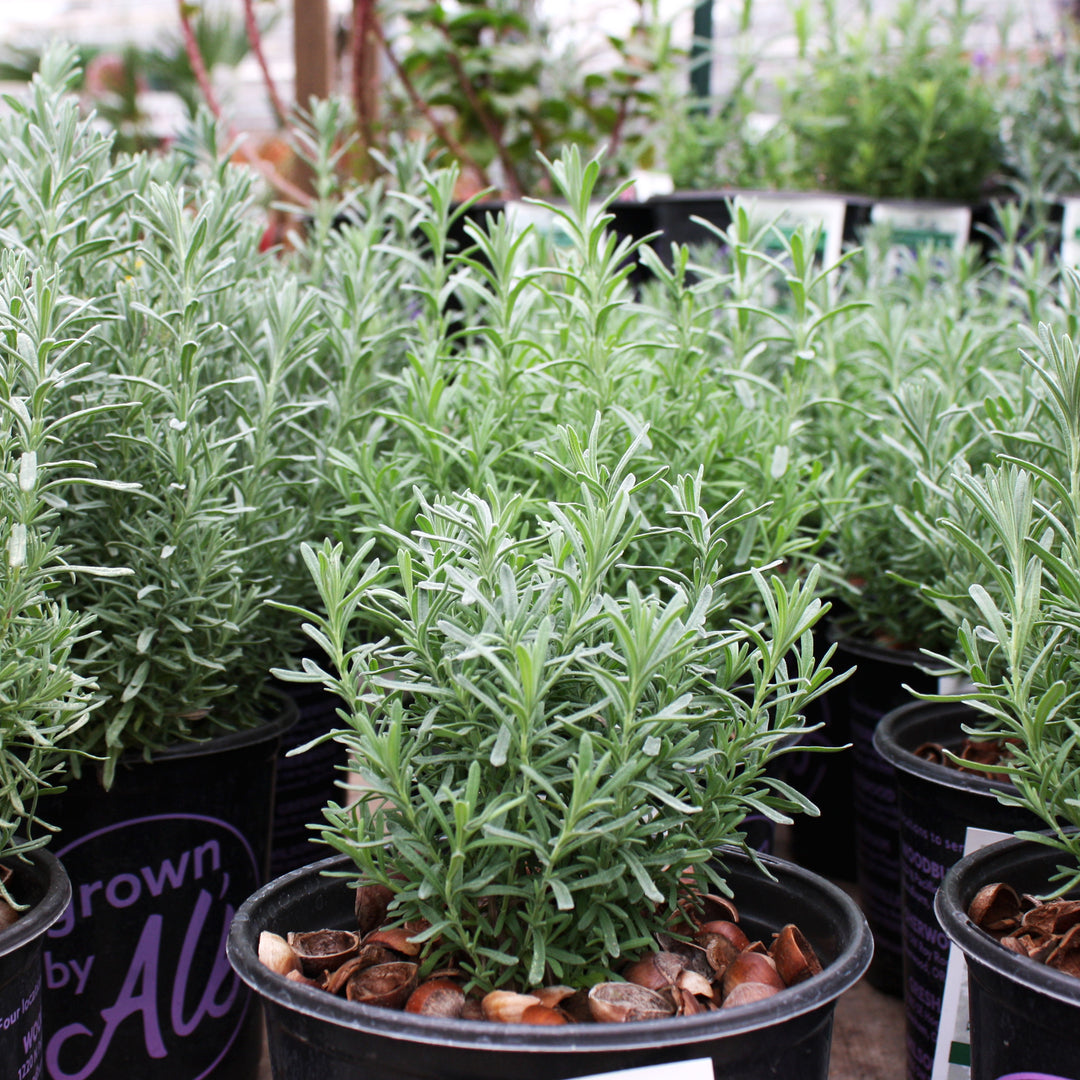 Al's Garden & Home 'Big Time Blue' English Lavender (Lavandula angustifolia), 5 Inch perennial