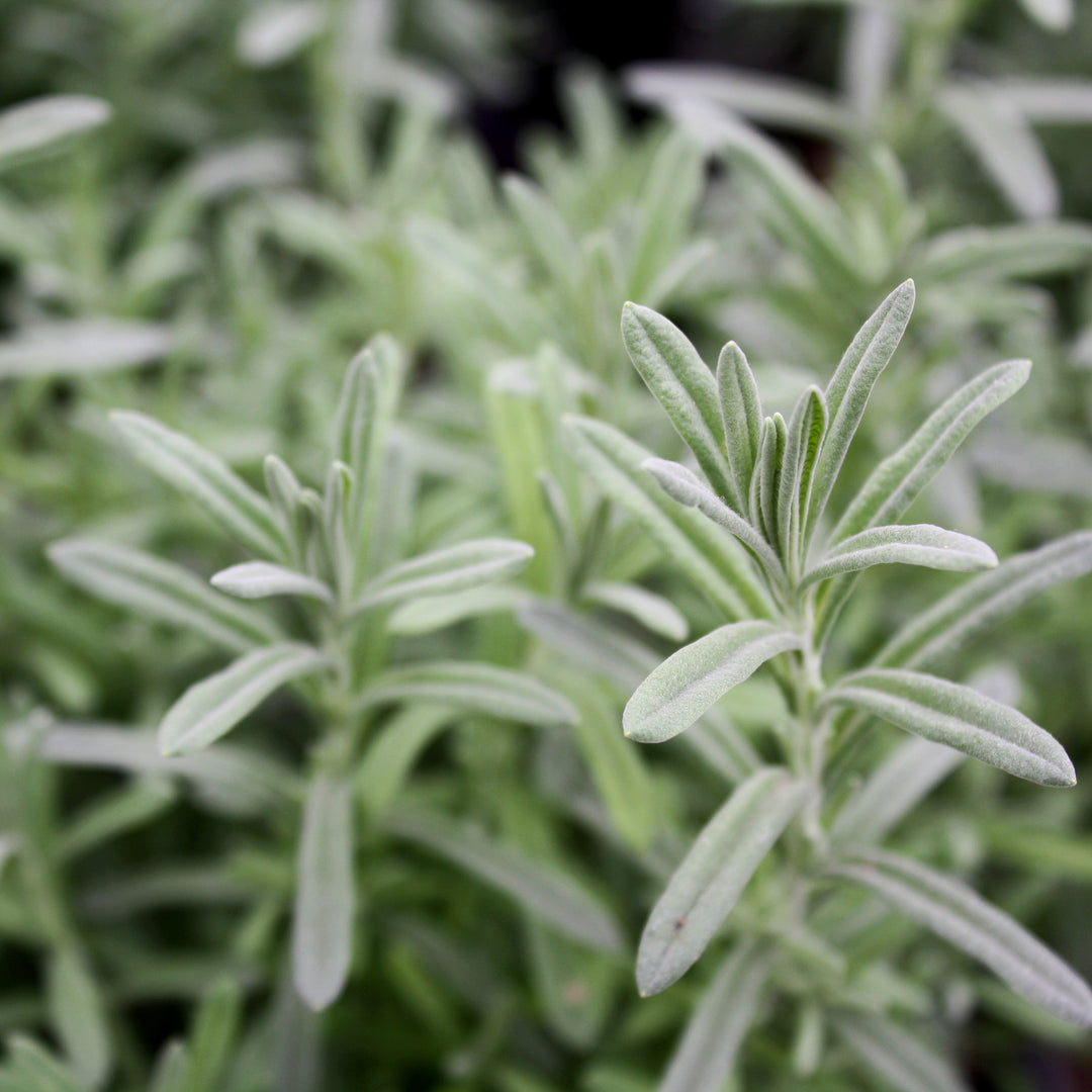 Al's Garden & Home 'Big Time Blue' English Lavender (Lavandula angustifolia), 5 Inch perennial