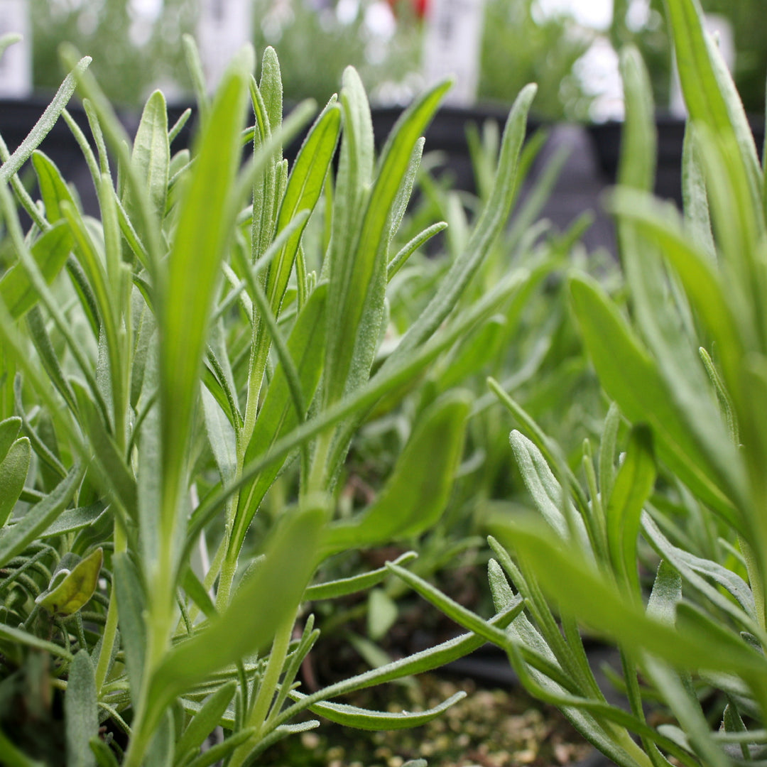 Al's Garden & Home 'Ellagance Snow' English Lavender (Lavandula angustifolia), 5 Inch perennial