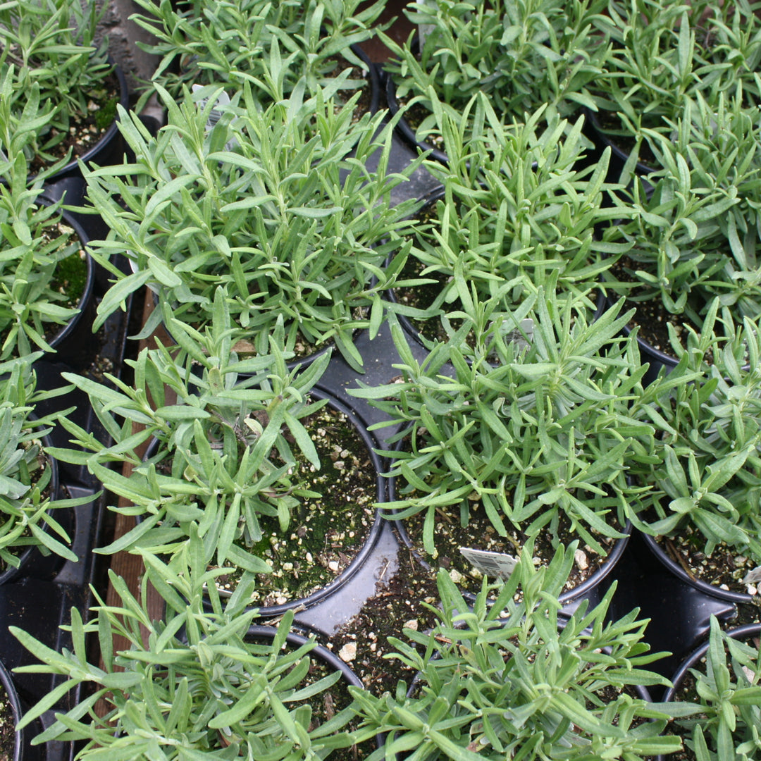 Al's Garden & Home 'Ellagance Snow' English Lavender (Lavandula angustifolia), 5 Inch perennial