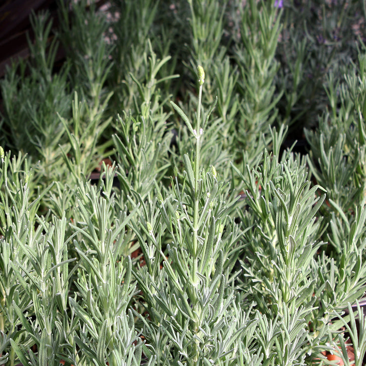 Al's Garden & Home 'Munstead' English Lavender (Lavandula angustifolia), 5 Inch perennial