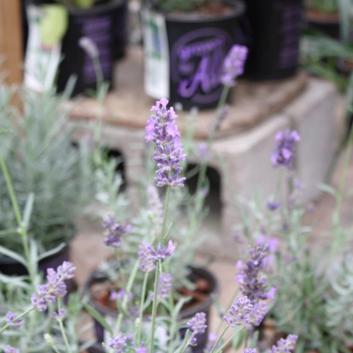 Al's Garden and Home 'SuperBlue' English Lavender perennial