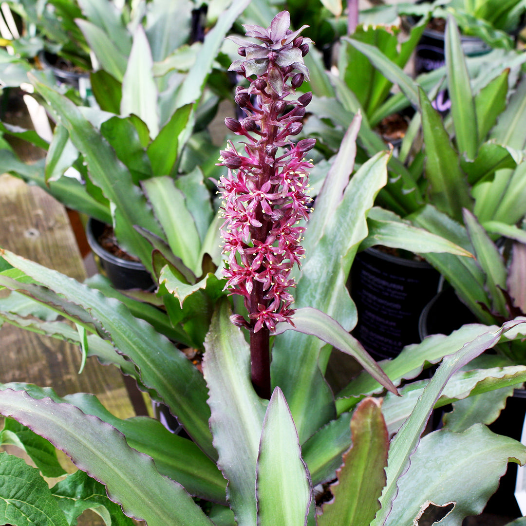Al's Garden & Home 'Klein Chocolate' Pineapple Lily (Eucomis), 1 Gallon 