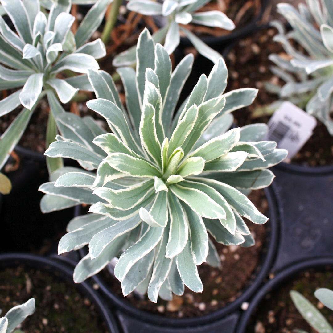 Al's Garden & Home 'Glacier Blue' Euphorbia, 5 Inch perennial