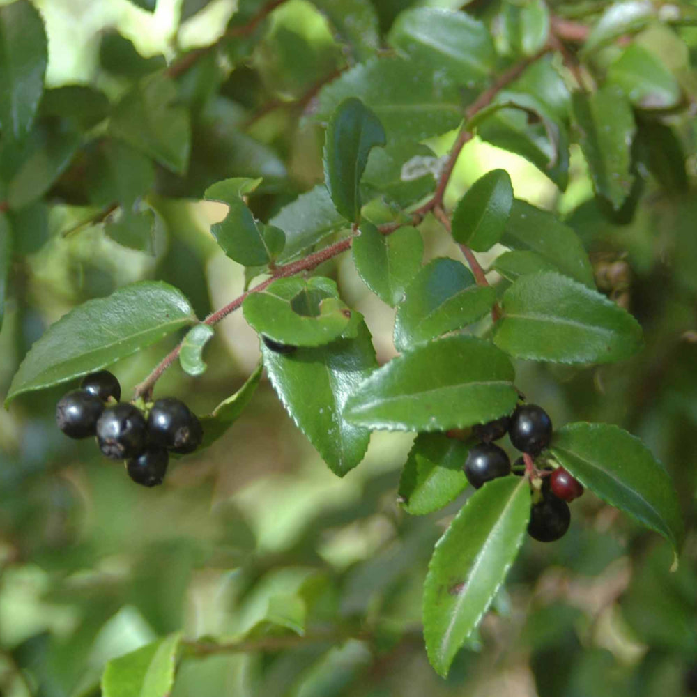 Al's Garden & Home generic Evergreen Huckleberry (Vaccinium ovatum), 1 Gallon edible fruit shrub