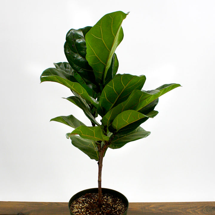 Ficus - Fiddle Leaf Fig