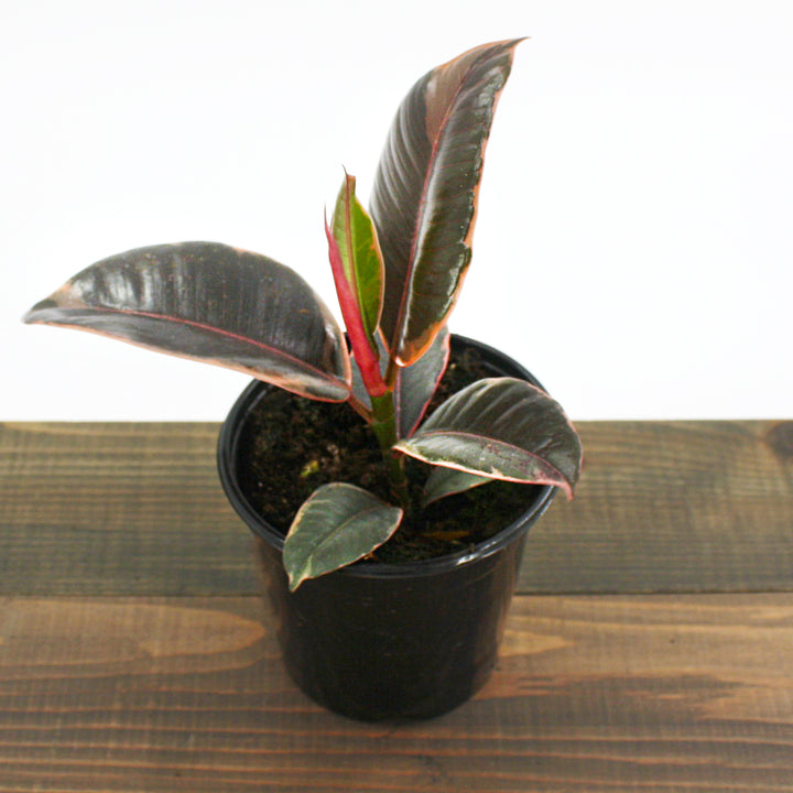 Ficus - 'Ruby' Rubber Tree