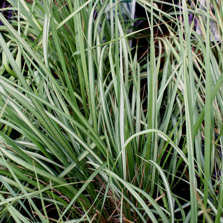 Feather Reed Grass