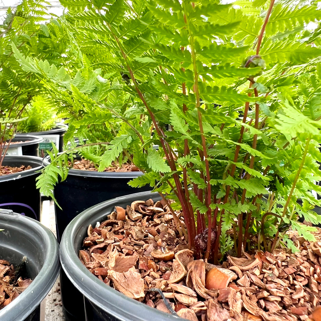 Al's Garden & Home 'Lady in Red' Lady Fern (Athyrium filix femina), 1 Gallon perennial