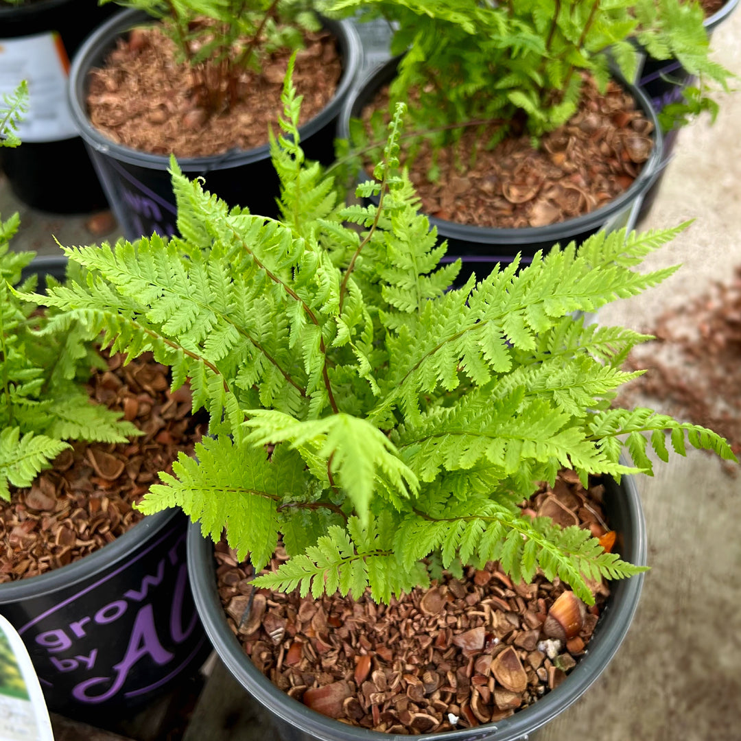 Al's Garden & Home 'Lady in Red' Lady Fern (Athyrium filix femina), 1 Gallon perennial