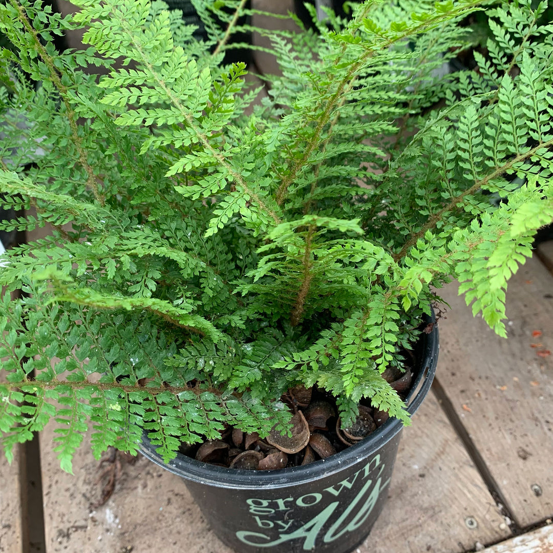 Al's Garden & Home 'Divisilobum' Alaskan Fern (Polystichum setiferum), 1 Gallon perennial