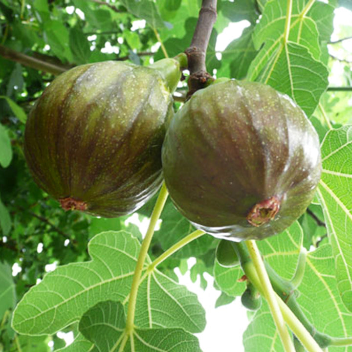 Al's Garden & Home 'Olympian' Fig Tree (Ficus carica), 1 Gallon edible tree