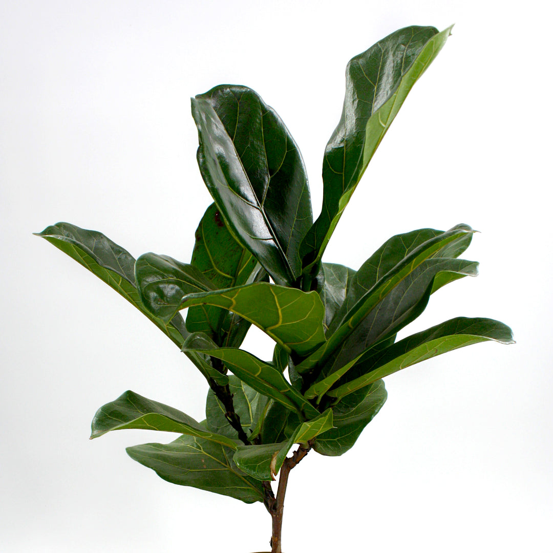 Ficus lyrata Fiddle Leaf Fig, Houseplant