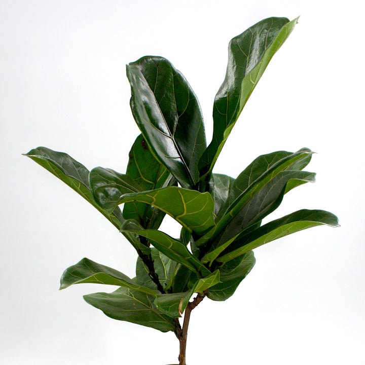 Ficus lyrata Fiddle Leaf Fig, Houseplant
