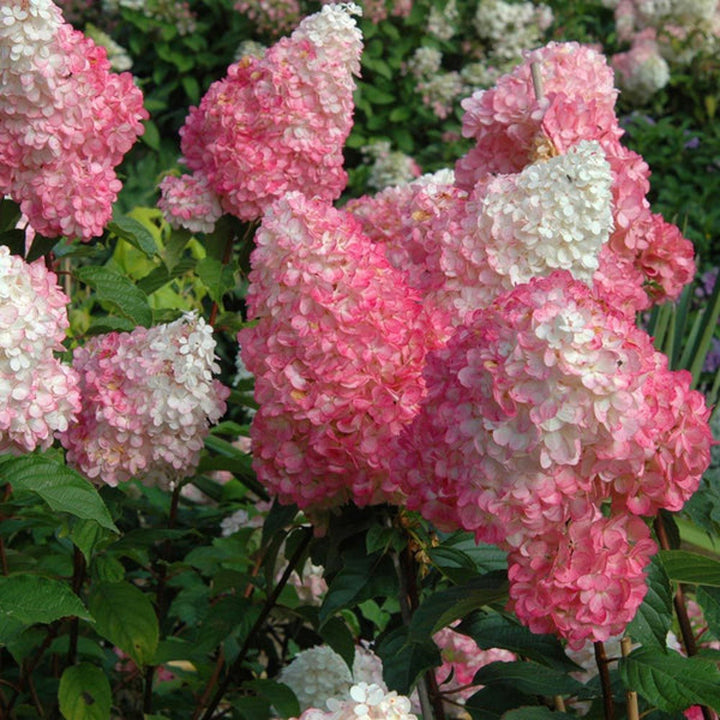 Al's Garden & Home 'First Editions Vanilla Strawberry' Panicle Hydrangea (Hydrangea paniculata), 2 Gallon shrub