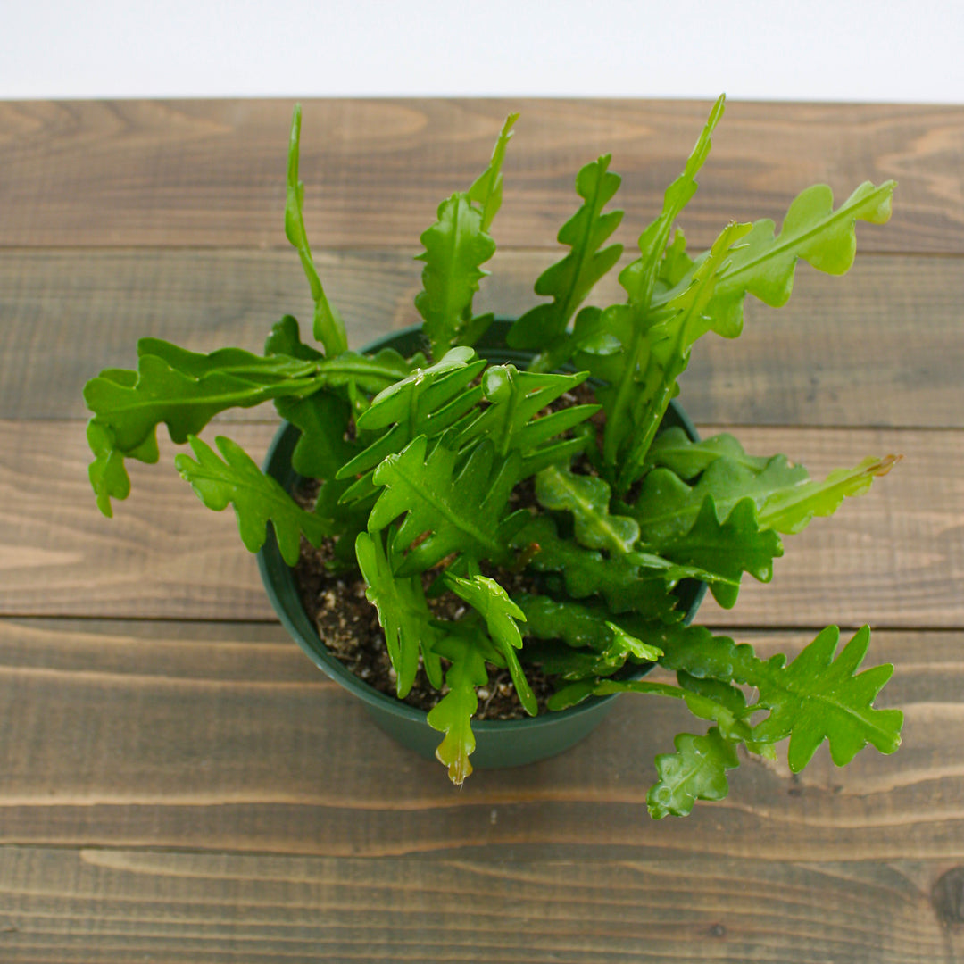 Cryptocereus anthonyanus Fishbone Cactus, Houseplant