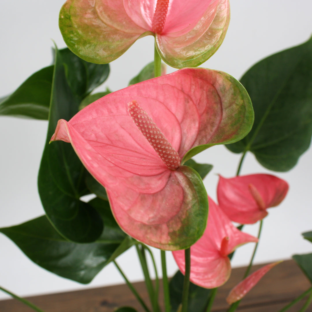 Anthurium andraeanum Pink Flamingo Lily, Houseplant