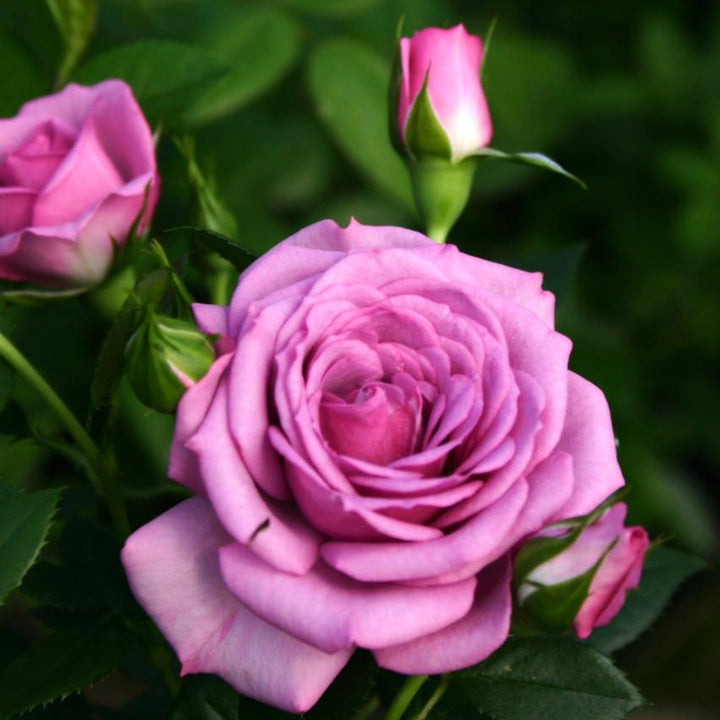 Rosa 'Veranda Lavender' Floribunda Rose, 3 Gallon Shrubs