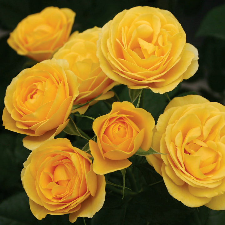 Rosa 'Veranda Sunbeam' Floribunda Rose, 3 Gallon Shrubs