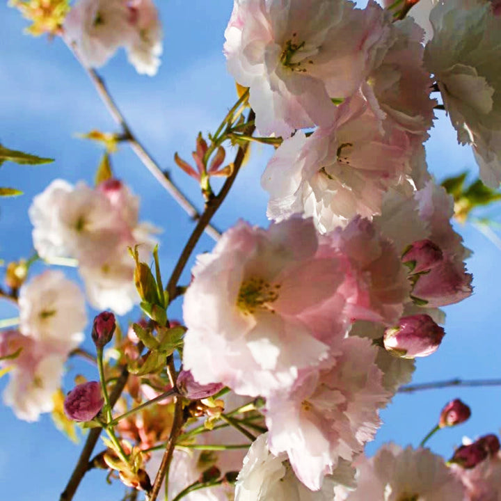 Al's Garden & Home 'Shogetsu' Flowering Cherry (Prunus serrulata), 15 Gallon tree