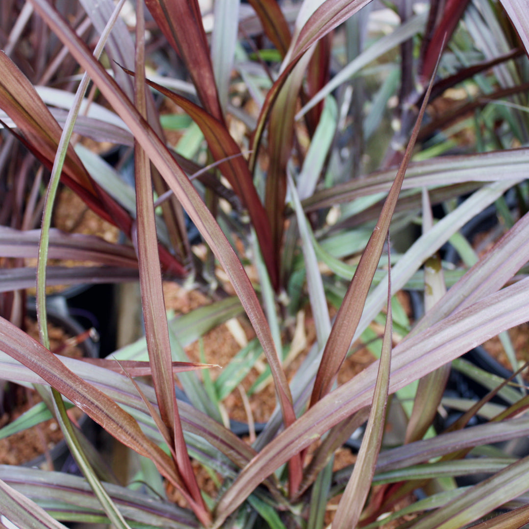 Al's Garden & Home 'First Knight' Fountain Grass (Pennisetum), 2 Gallon perennial