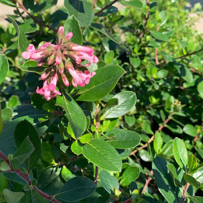 Escallonia x exoniensis 'Fradesii' Pink Princess Escallonia, Shrub