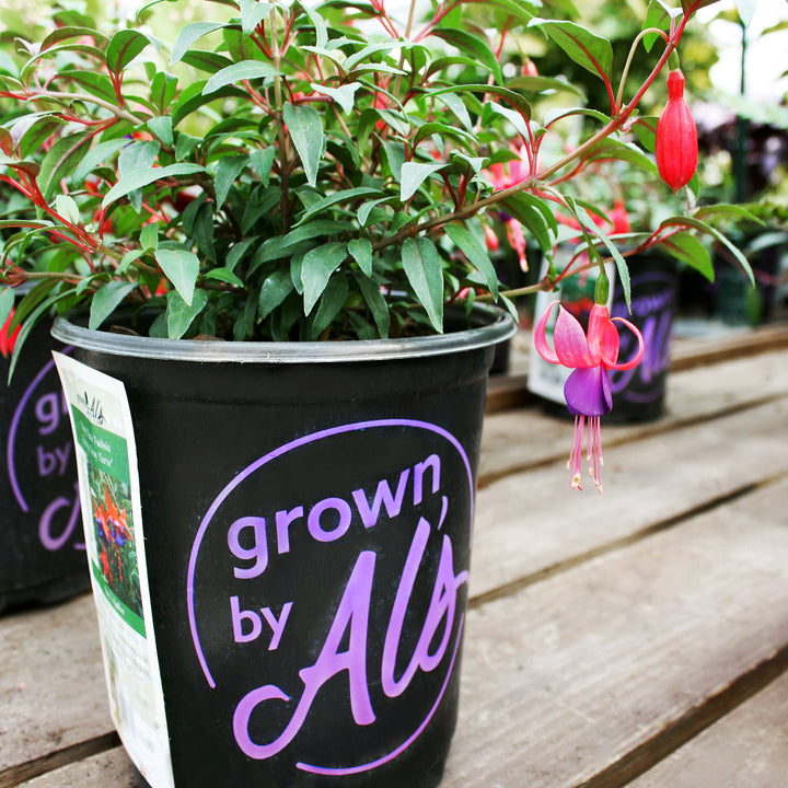 Al's Garden & Home 'Army Nurse' Hardy Fuchsia (Fuchsia magellanica), 1 Quart perennial