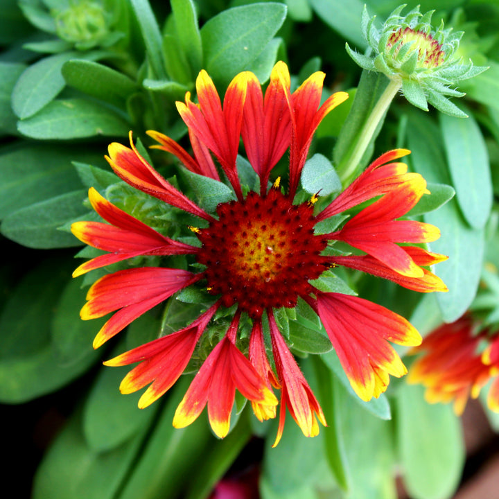 Al's Garden & Home 'Spintop Orange Halo' Blanket Flowers (Gaillardia), 1 Gallon perennial