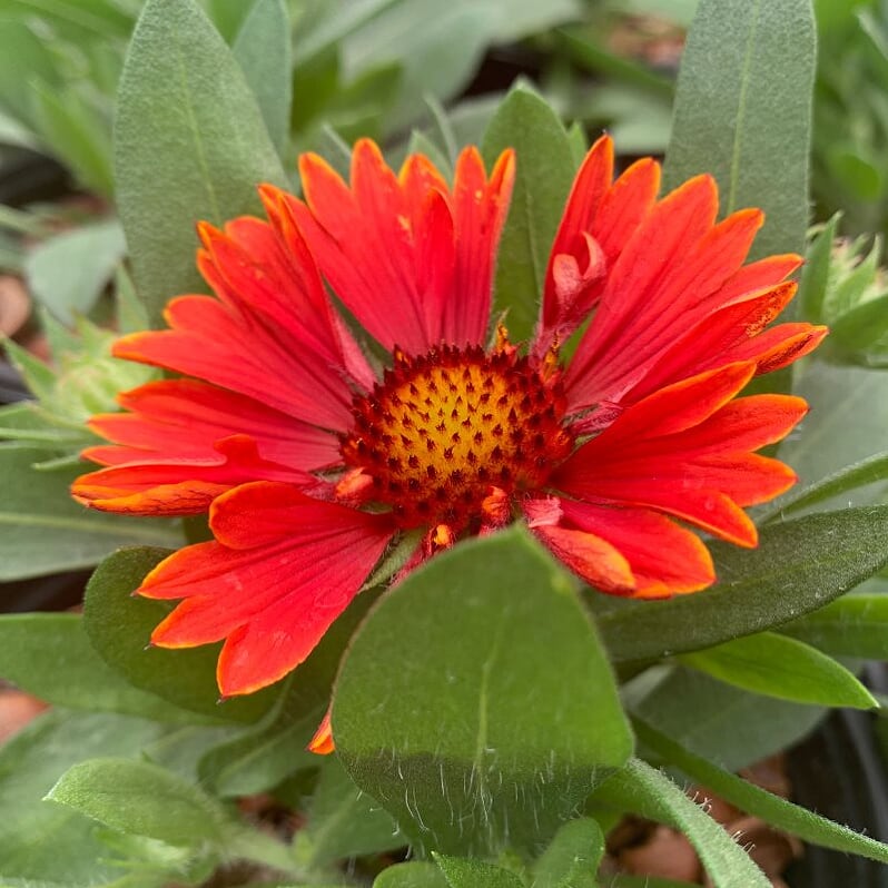 Al's Garden & Home 'SpinTop Yellow Touch' Blanket Flowers (Gaillardia), 1 Gallon perennial