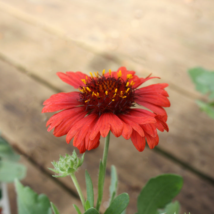 Al's Garden & Home 'Spintop Red' Blanket Flowers (Gaillardia), 1 Gallon perennial