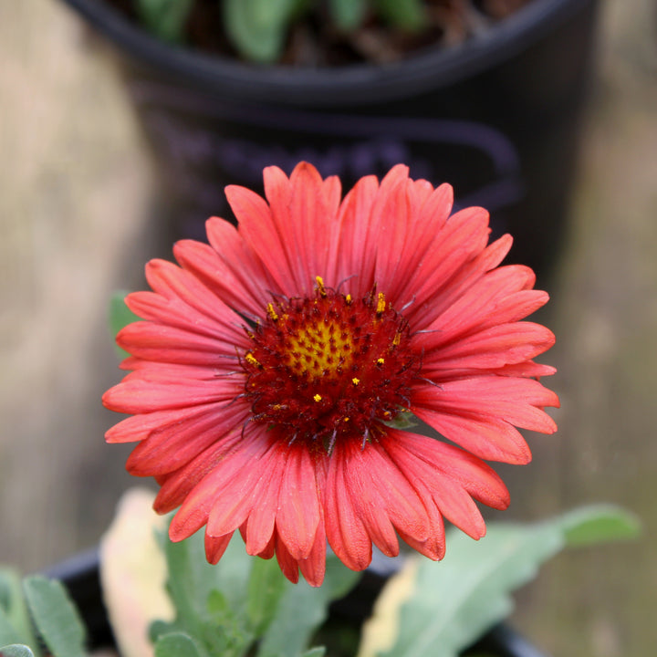 Al's Garden & Home 'Spintop Red' Blanket Flowers (Gaillardia), 1 Gallon perennial