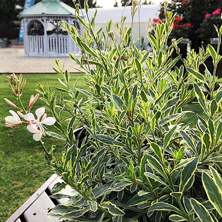 Al's Garden & Home 'Silver Fountains' Gaura, 1 Gallon perennial