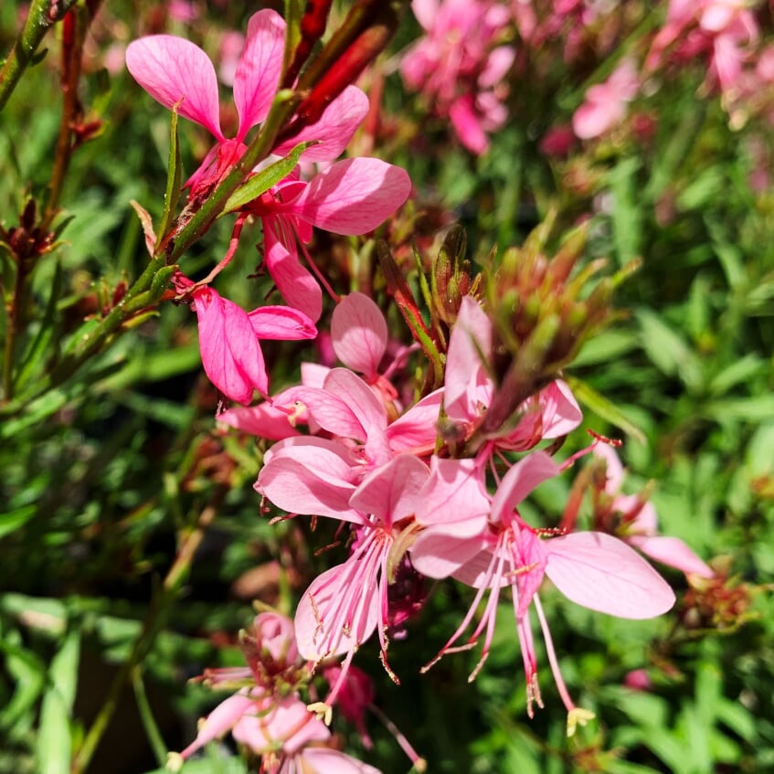 Al's Garden & Home 'Baby Butterfly Dark Pink' Gaura, 1 Gallon perennial