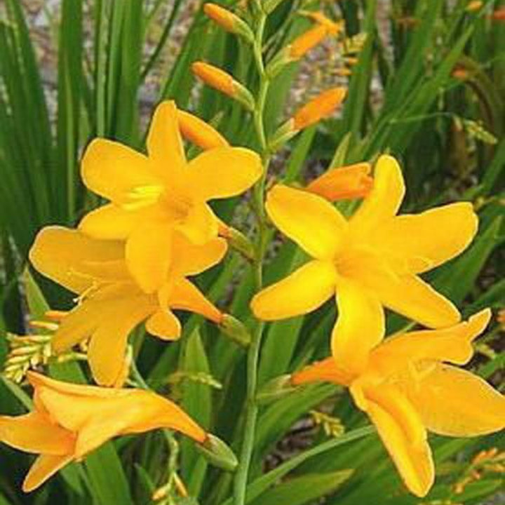 Crocosmia x crocosmiiflora 'George Davidson' Crocosmia, Perennial