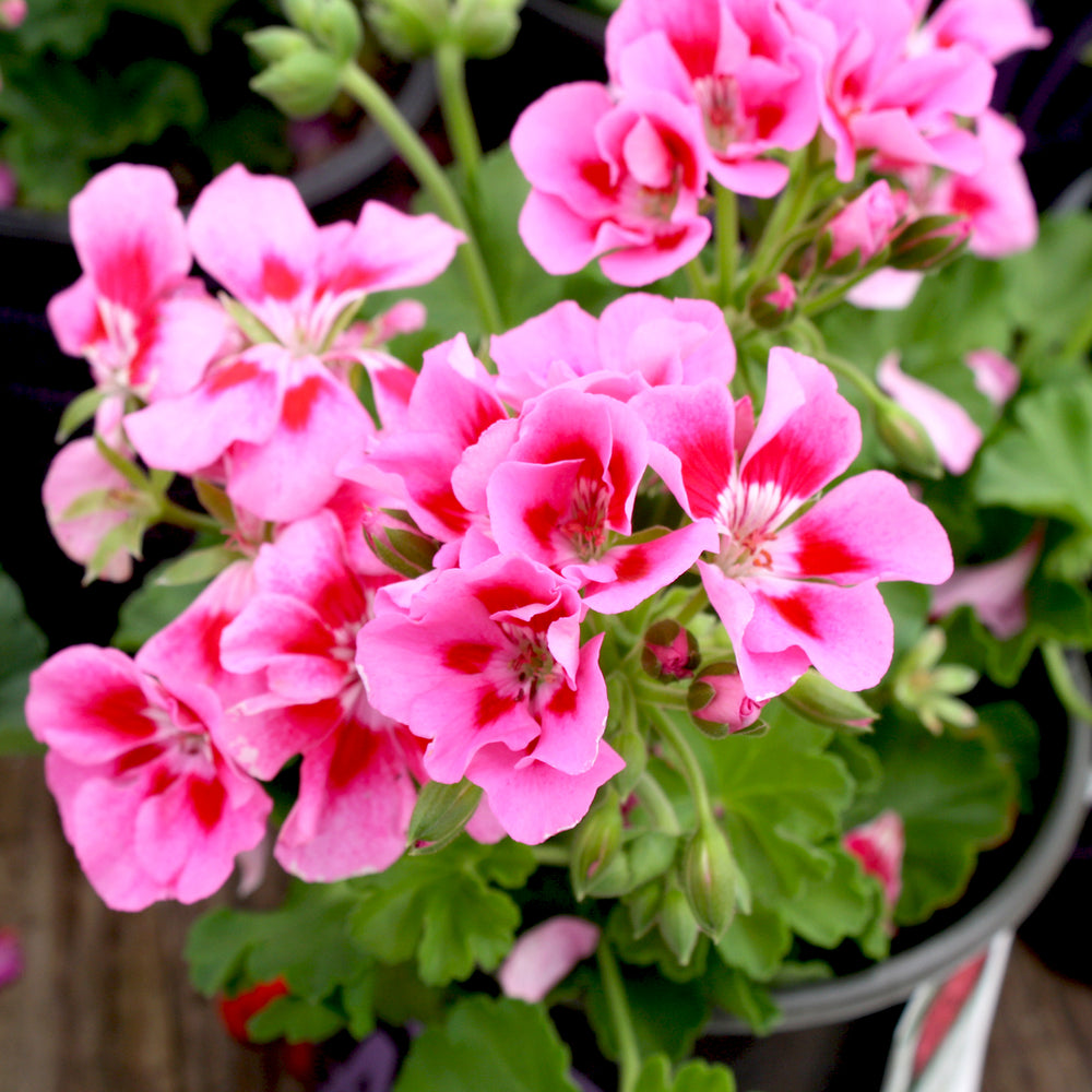 Al's Garden & Home 'Dynamo Pink Flare' Zonal Geranium (Pelargonium x hortorum), 1 Gallon annual