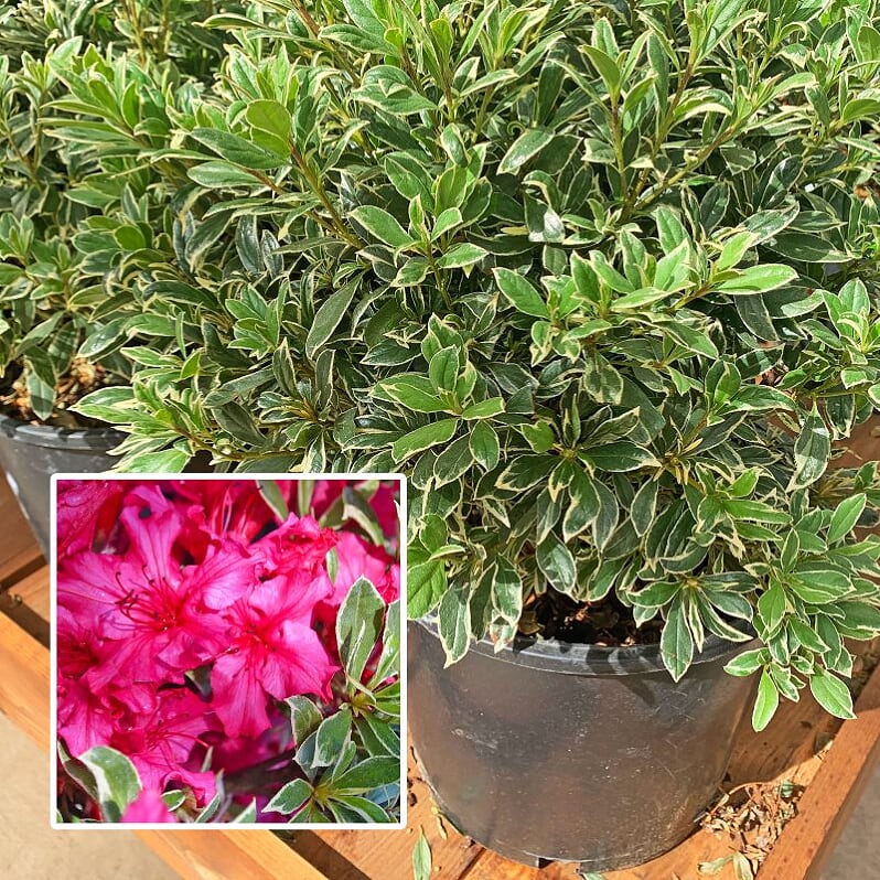 Rhododendron x 'Girard's Variegated Gem' Azalea, Shrub